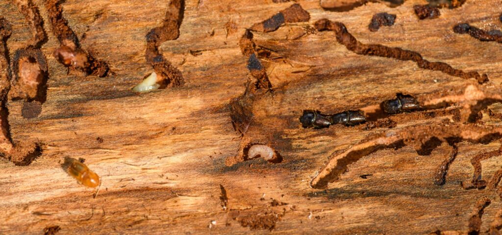 Detailed macro shot of beetles and larvae on wood, showcasing nature's complexity.