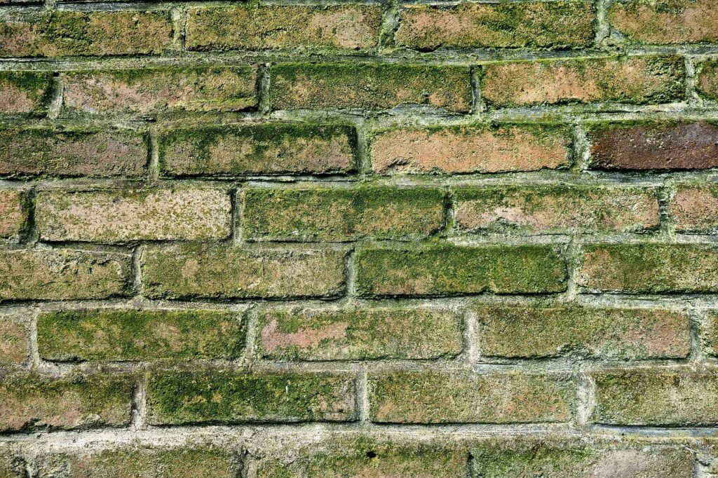 wall, brick wall, moldy wall, green mold, mold covered brick, masonry, seam, mortar, old, moldy wall, moldy wall, moldy wall, moldy wall, moldy wall