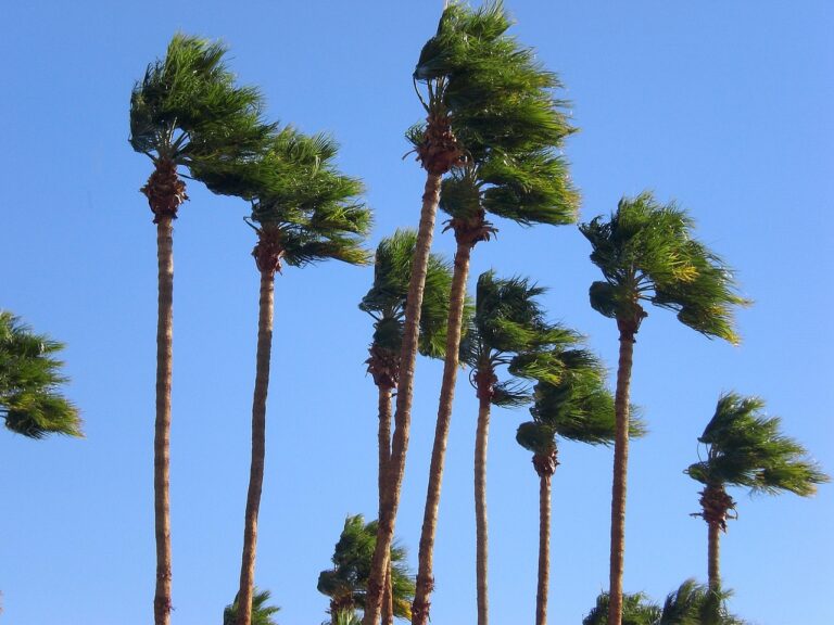 palm trees, windy, nature, sky