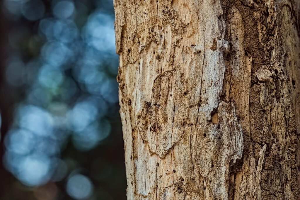 dry trunk, wood, texture, termite, weathered, closeup, nature